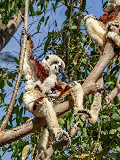Sanctuary Prints: Mother and baby Coquerels sifaka rest in a tree during a sunny day in Madagascar