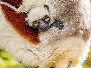 Mammals Prints: Mother and baby Coquerels sifaka resting in tree branches in Madagascar's Lemur Park while enjoying their