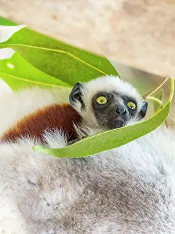 Mammals Prints: Mother and baby Coquerels sifaka resting in a tree at Lemur Park in Antanavarino