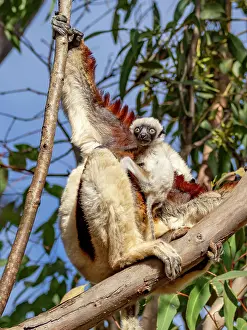 Endangered Prints: Mother and baby Coquerels sifaka resting in a tree at Lemur Park in Madagascar