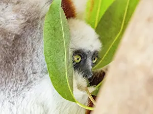 Endangered Prints: Mother and baby Coquerels sifaka resting in a tree at Lemur Park in Madagascar