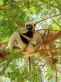 Mammals Prints: Mother and baby Coquerels sifaka in a tree in Madagascar showcasing daily life in the wild