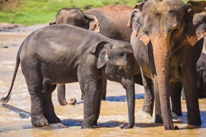 Three Animals Prints: Mother and baby elephant in the Maha Oya River