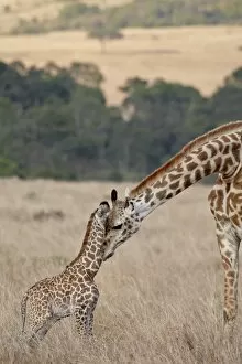 Safari Animals Gallery: Mother and baby Masai Giraffe (Giraffa camelopardalis tippelskirchi) just days old