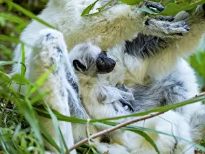 Endangered Prints: Mother and baby Verreauxs sifaka feed in a bush within Isalo National Park in Madagascar during a sunny afternoon