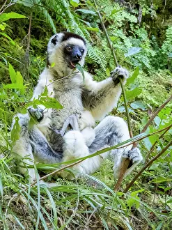 Endangered Prints: Mother and baby Verreauxs sifaka feed in a bush while resting in a national park in Madagascar