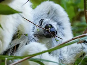 Endangered Prints: Mother and baby Verreauxs sifaka feeding in a bush in Madagascar during daylight