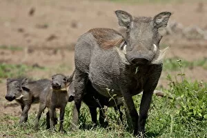 Images Dated 9th October 2007: Mother and baby Warthog (Phacochoerus aethiopicus), Masai Mara National Reserve