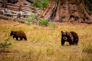 Bear Prints: Mother brown bear and her cub, Sequoia National Park, California, United States of America