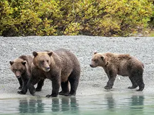 Female Animal Prints: A mother brown bear (Ursus arctos) with her cubs on the beach in Lake Clark National Park and Preserve