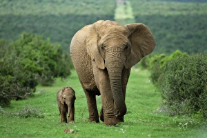 Two Animal Prints: Mother and calf