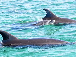 Surfacing Prints: Mother and calf bottlenose dolphins surfacing for air in clear waters of Baja California Sur