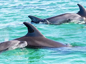 Oceanic Prints: Mother and calf bottlenose dolphins surfacing in clear water near Isla Carmen in Baja California Sur Mexico