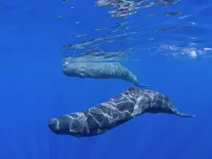 Sperm Whale Prints: A mother and calf sperm whale (Physeter macrocephalus) swimming underwater off the coast of Roseau