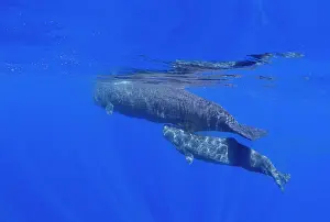 A mother and calf sperm whale (Physeter macrocephalus) swimming underwater off the coast of Roseau, Dominica, Windward Islands, West Indies, Caribbean, Central America