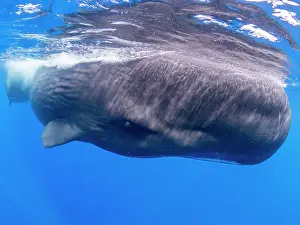 A mother and calf sperm whale (Physeter macrocephalus) swimming underwater off the coast of Roseau, Dominica, Windward Islands, West Indies, Caribbean, Central America