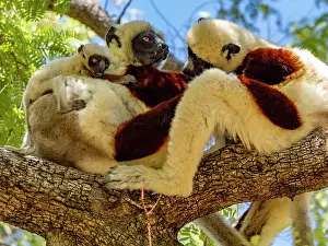 Mammals Prints: Mother Coquerel's sifaka with baby resting on tree branch in Madagascar