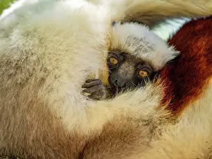 Portrait Prints: Mother Coquerels sifaka cares for her baby in a tree in Madagascar