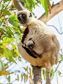 Mammals Prints: Mother Coquerels sifaka carries her baby while resting in a tree in Madagascar