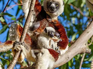 Mammals Prints: Mother Coquerels sifaka carries baby in tree at Lemur Park in Madagascar during sunny day