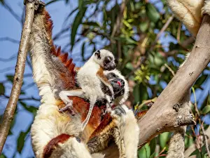 Endangered Prints: Mother Coquerels sifaka holds baby in tree at Lemur Park in Antanavarino, Madagascar