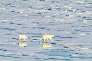 Seasonal Changes Prints: A mother and cub polar bear (Ursus maritimus) traveling from ice floe to ice floe in the Svalbard Archipelago