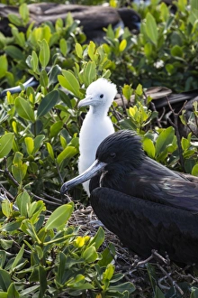 Animal Sanctuary Prints: Mother frigate bird tenaciously protects her chick, Barbuda, Antigua and Barbuda