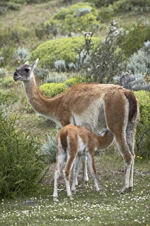 Nursing Prints: Mother guanaco (Lama guanicse) nursing her young, Torres del Paine, Patagonia