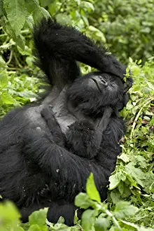 Arms Outstretched Prints: Mother and infant mountain gorilla (Gorilla gorilla beringei), Amahoro A Group