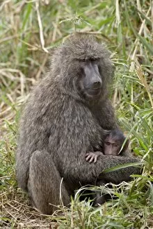 Images Dated 8th October 2007: Mother and infant Olive Baboon (Papio cynocephalus anubis), Masai Mara National Reserve