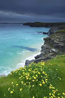 Wild Flower Prints: Mother Iveys Bay, Padstow, Cornwall, England, United Kingdom, Europe