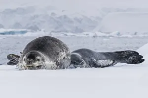 Icebergs Prints: A mother leopard seal (Hydrurga leptonyx), hauled out on ice floe with her newborn pup