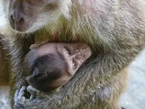 Nurture Prints: Mother long-tailed macaque cares for her infant in Labuk Bay