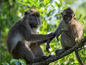 Primates Prints: Mother long-tailed macaque cares for her infant in a tree at Labuk Bay sanctuary in Sabah