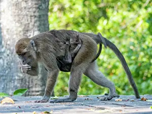 Macaque Prints: Mother long-tailed macaque carries infant while foraging for food in Malaysia's wildlife sanctuary