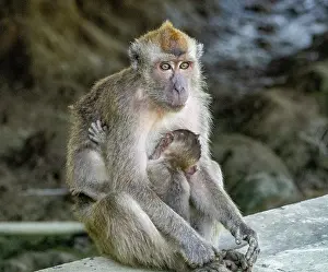 Macaque Prints: Mother long-tailed macaque nurses her infant in Sabah, Malaysia