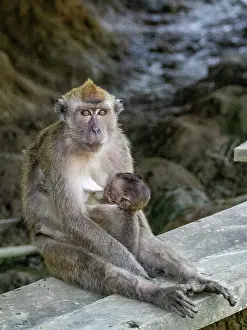 Macaque Prints: Mother long-tailed macaque nurses her infant in Sabah Malaysia while sitting on a wooden platform