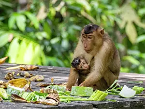 Southeast Prints: Mother pig-tailed macaque cares for infant while sharing food at a rehabilitation center in Sabah