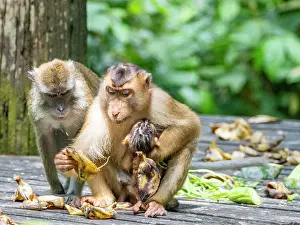Child Prints: Mother pig-tailed macaque holds infant while eating in a natural setting in Sabah