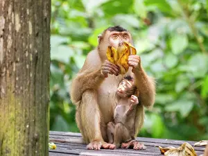 Primates Prints: Mother pig-tailed macaque shares food with her infant at a wildlife center in Sabah
