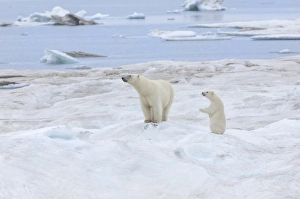 Chuckchi Sea Prints: Mother polar bear with one cub (Ursus Maritimus)