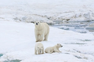 Mother polar bear with two cubs (Ursus Maritimus), Wrangel Island, UNESCO World Heritage Site, Chuckchi Sea, Chukotka, Russian Far East, Russia, Eurasia