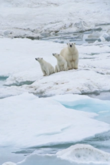 Chuckchi Sea Prints: Mother polar bear with two cubs (Ursus Maritimus)