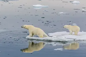 Mother polar bear with second year cub (Ursus maritimus) on ice in Olgastretet off Barentsoya, Svalbard, Norway, Scandinavia, Europe