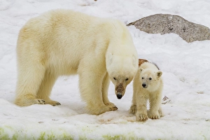 Ursus Prints: Mother polar bear (Ursus maritimus)