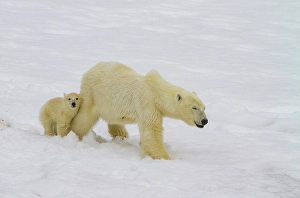 Ursus Prints: Mother polar bear (Ursus maritimus)