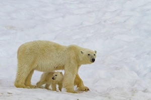 Ursus Prints: Mother polar bear (Ursus maritimus)