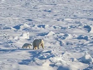 Female Animal Prints: A mother polar bear (Ursus maritimus) with her COY (cub of year) walking on the fast ice edge