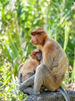 Eurasia Prints: Mother proboscis monkey cares for her young infant in the sanctuary of Sabah, Malaysia