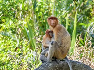 Time Prints: Mother proboscis monkey feeds her infant in Labuk Bay, Sabah, Malaysia